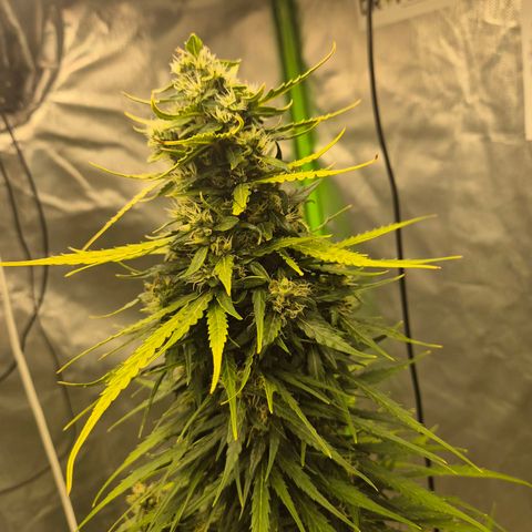 💚CHOCOLOPE 🍫 ☕️auto (56-63 BT) growlog timeline photo