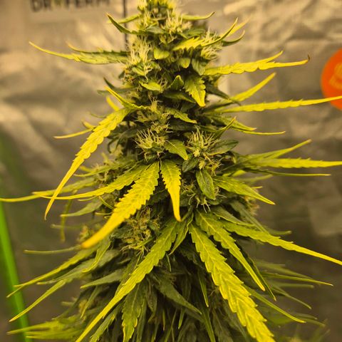 💚CHOCOLOPE 🍫 ☕️auto (56-63 BT) growlog timeline photo