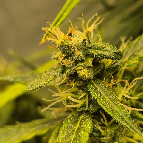 💚CHOCOLOPE 🍫 ☕️auto (56-63 BT) growlog timeline photo