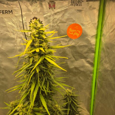 💚CHOCOLOPE 🍫 ☕️auto (56-63 BT) growlog timeline photo