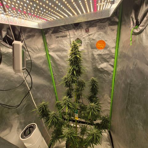 💚CHOCOLOPE 🍫 ☕️auto (56-63 BT) growlog timeline photo
