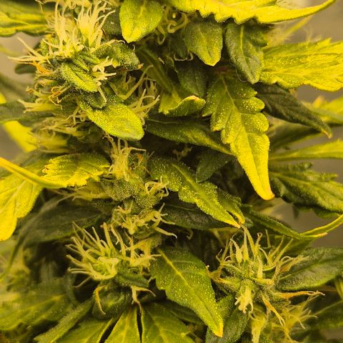 💚CHOCOLOPE 🍫 ☕️auto (56-63 BT) growlog timeline photo