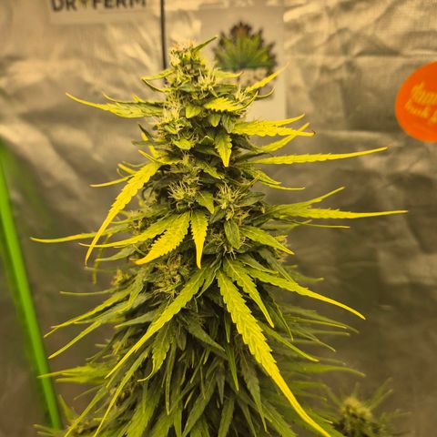 💚CHOCOLOPE 🍫 ☕️auto (56-63 BT) growlog timeline photo