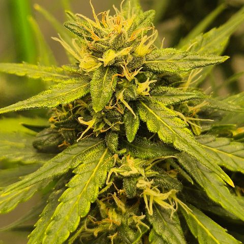 💚CHOCOLOPE 🍫 ☕️auto (56-63 BT) growlog timeline photo