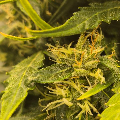 💚CHOCOLOPE 🍫 ☕️auto (56-63 BT) growlog timeline photo