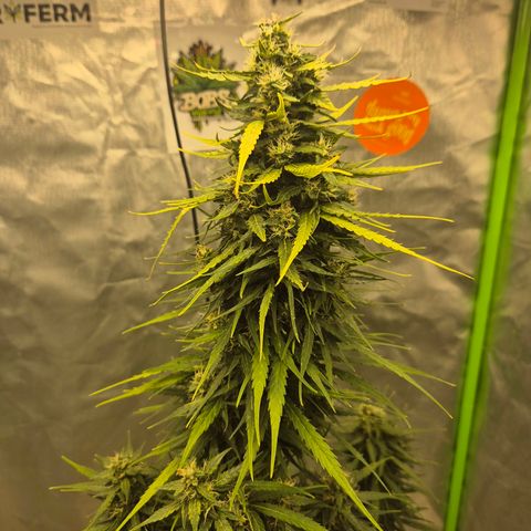 💚CHOCOLOPE 🍫 ☕️auto (56-63 BT) growlog timeline photo
