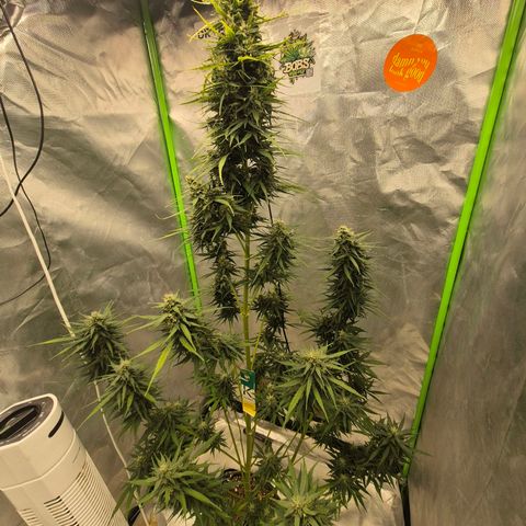 💚CHOCOLOPE 🍫 ☕️auto (56-63 BT) growlog timeline photo
