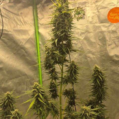 💚CHOCOLOPE 🍫 ☕️auto (56-63 BT) growlog timeline photo
