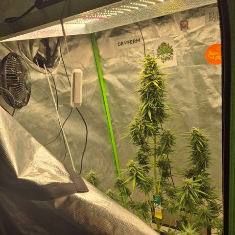 💚CHOCOLOPE 🍫 ☕️auto (56-63 BT) growlog timeline photo