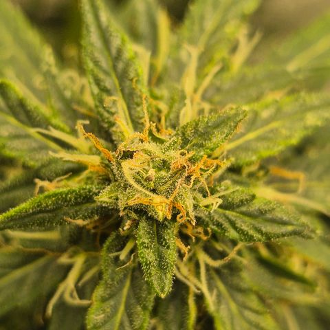 💚CHOCOLOPE 🍫 ☕️auto (56-63 BT) growlog timeline photo