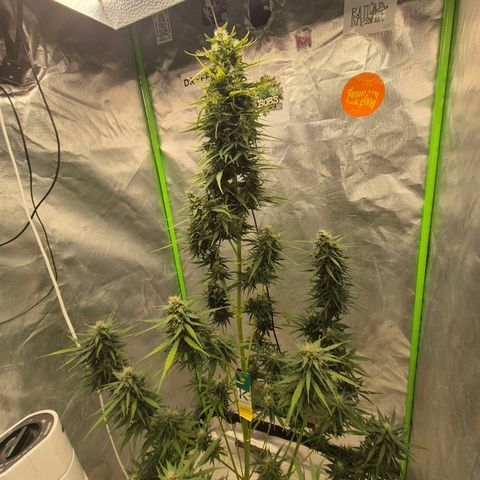 💚CHOCOLOPE 🍫 ☕️auto (56-63 BT) growlog timeline photo