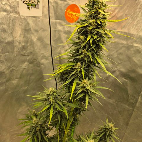 💚CHOCOLOPE 🍫 ☕️auto (56-63 BT) growlog timeline photo