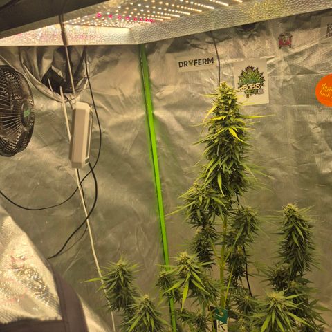 💚CHOCOLOPE 🍫 ☕️auto (56-63 BT) growlog timeline photo