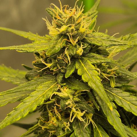 💚CHOCOLOPE 🍫 ☕️auto (56-63 BT) growlog timeline photo