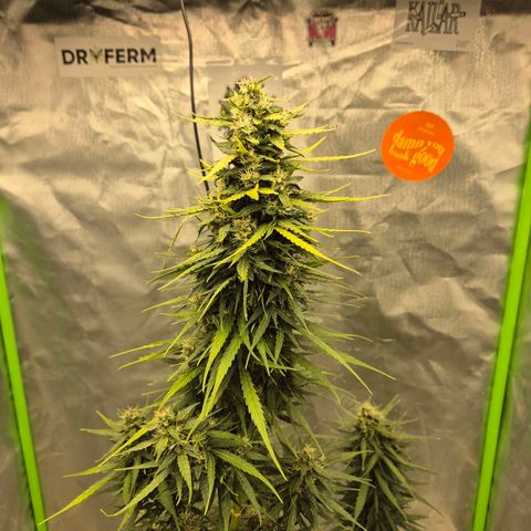 💚CHOCOLOPE 🍫 ☕️auto (56-63 BT) growlog timeline photo