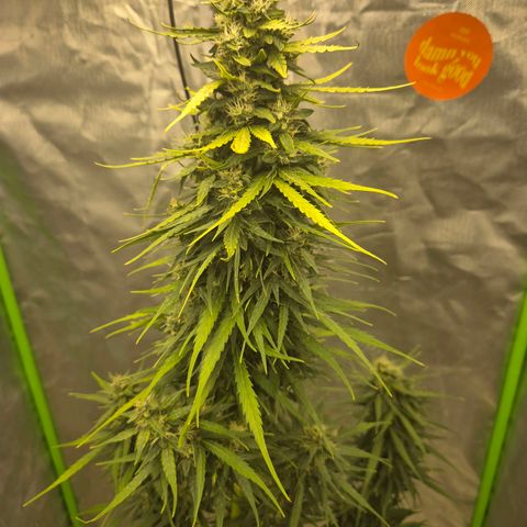 💚CHOCOLOPE 🍫 ☕️auto (56-63 BT) growlog timeline photo