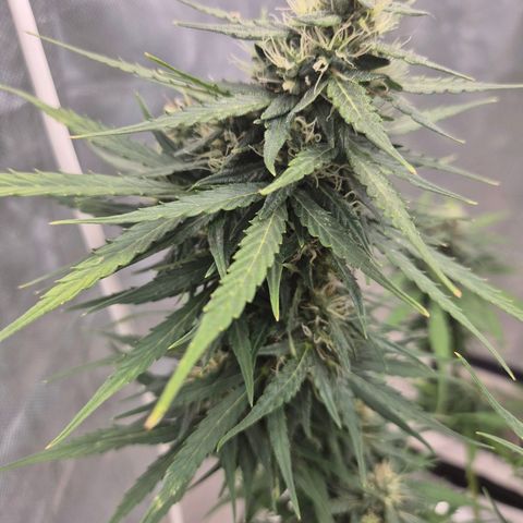 💚CHOCOLOPE 🍫 ☕️auto (56-63 BT) growlog timeline photo