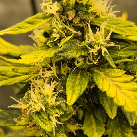 💚CHOCOLOPE 🍫 ☕️auto (56-63 BT) growlog timeline photo