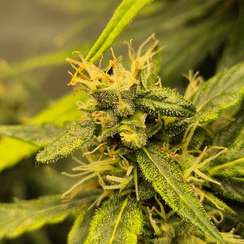 💚CHOCOLOPE 🍫 ☕️auto (56-63 BT) growlog timeline photo