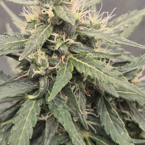 💚CHOCOLOPE 🍫 ☕️auto (56-63 BT) growlog timeline photo