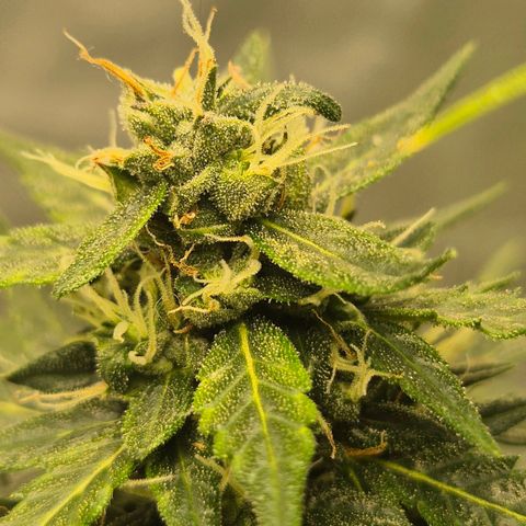 💚CHOCOLOPE 🍫 ☕️auto (56-63 BT) growlog timeline photo