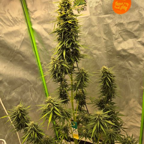 💚CHOCOLOPE 🍫 ☕️auto (56-63 BT) growlog timeline photo