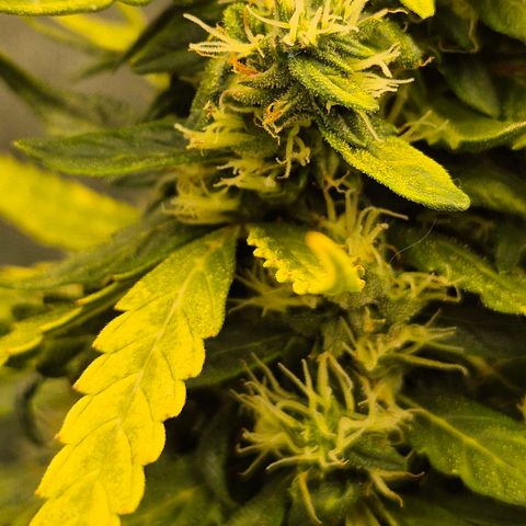 💚CHOCOLOPE 🍫 ☕️auto (56-63 BT) growlog timeline photo