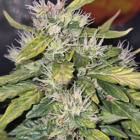 💚CHOCOLOPE 🍫 ☕️auto (56-63 BT) growlog timeline photo