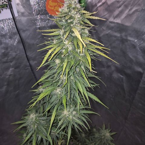💚CHOCOLOPE 🍫 ☕️auto (56-63 BT) growlog timeline photo