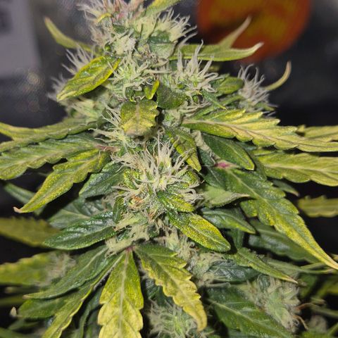 💚CHOCOLOPE 🍫 ☕️auto (56-63 BT) growlog timeline photo