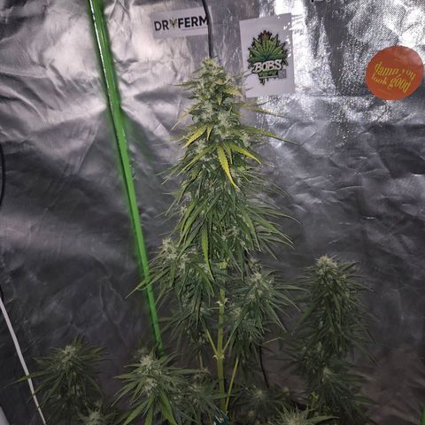 💚CHOCOLOPE 🍫 ☕️auto (56-63 BT) growlog timeline photo