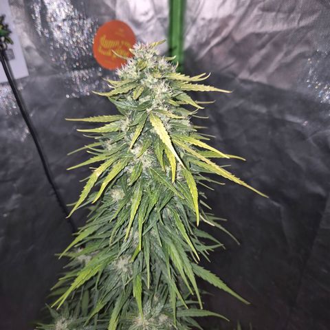 💚CHOCOLOPE 🍫 ☕️auto (56-63 BT) growlog timeline photo