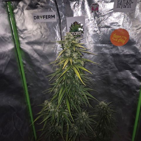 💚CHOCOLOPE 🍫 ☕️auto (56-63 BT) growlog timeline photo