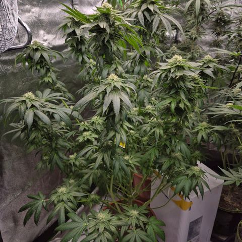 💚Bubba kush 🦝 (56-63 BT) growlog timeline photo