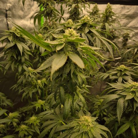 💚Bubba kush 🦝 (56-63 BT) growlog timeline photo