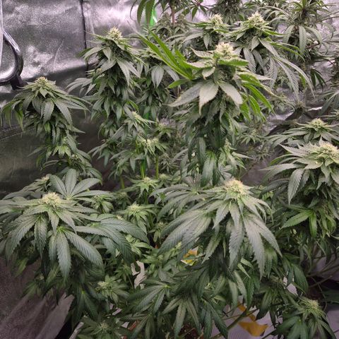 💚Bubba kush 🦝 (56-63 BT) growlog timeline photo
