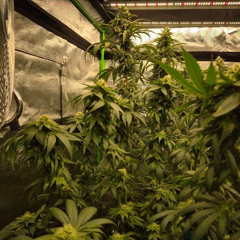 💚Bubba kush 🦝 (56-63 BT) growlog timeline photo