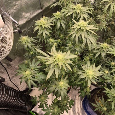 💚Bubba kush 🦝 (56-63 BT) growlog timeline photo