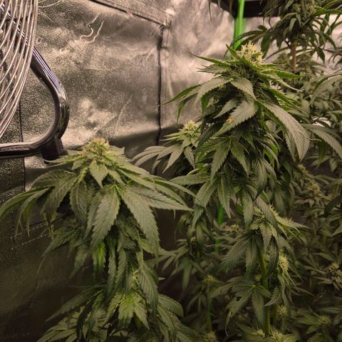 💚Bubba kush 🦝 (56-63 BT) growlog timeline photo