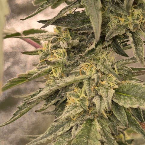 Ice cream cake 🍰 & permanent marker🖊(65-73bt) growlog timeline photo