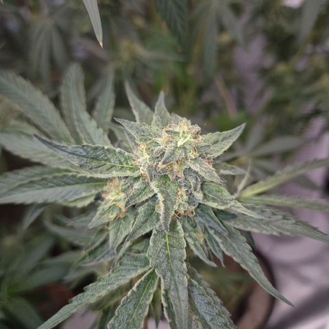 Ice cream cake 🍰 & permanent marker🖊(65-73bt) growlog timeline photo