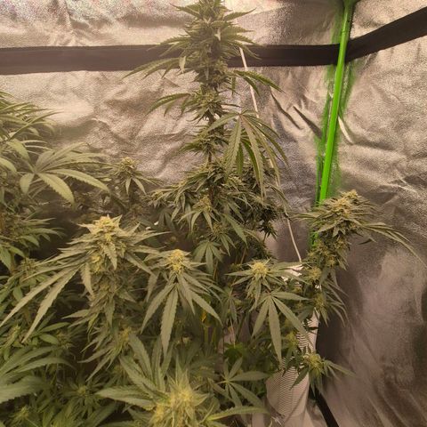 Ice cream cake 🍰 & permanent marker🖊(65-73bt) growlog timeline photo