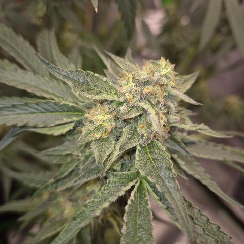 Ice cream cake 🍰 & permanent marker🖊(65-73bt) growlog timeline photo