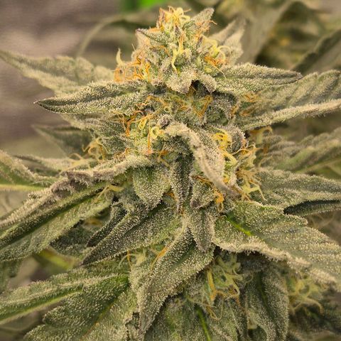 Ice cream cake 🍰 & permanent marker🖊(65-73bt) growlog timeline photo