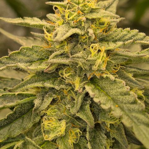 Ice cream cake 🍰 & permanent marker🖊(65-73bt) growlog timeline photo