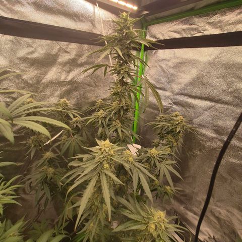 Ice cream cake 🍰 & permanent marker🖊(65-73bt) growlog timeline photo