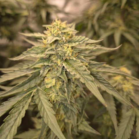 Ice cream cake 🍰 & permanent marker🖊(65-73bt) growlog timeline photo