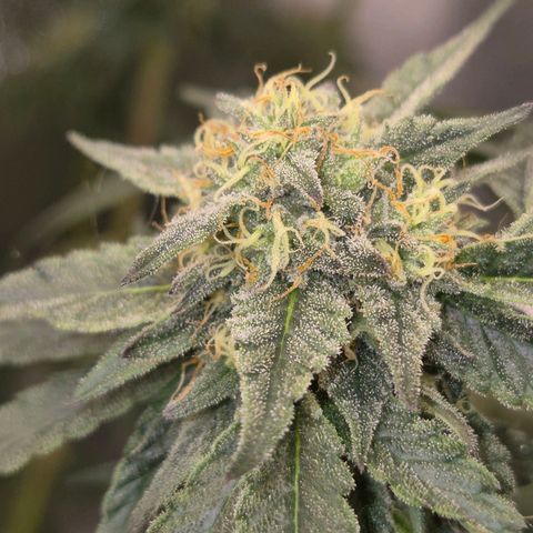 Ice cream cake 🍰 & permanent marker🖊(65-73bt) growlog timeline photo