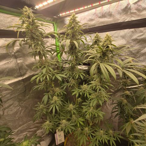 ICE 💚🧊 (63-70bt) growlog timeline photo