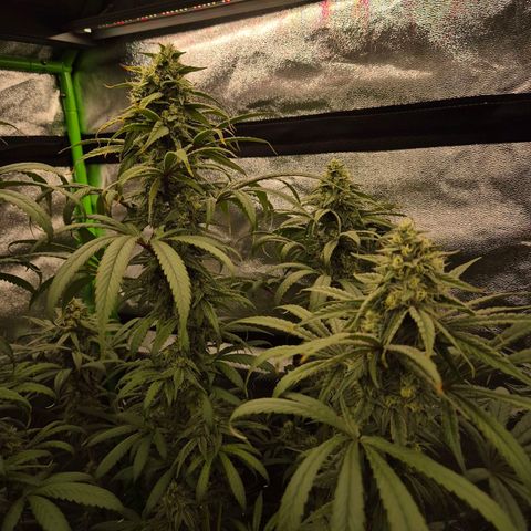 ICE 💚🧊 (63-70bt) growlog timeline photo